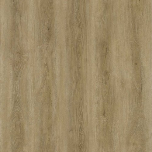 Beech